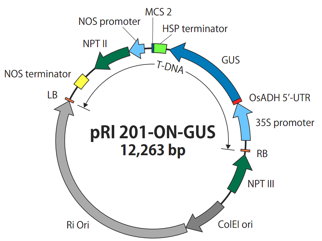 pRI201-ON-GUS载体图谱